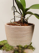 Matera Sahara con Orquidea Baby